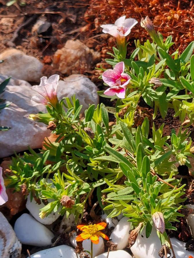 Villa Sommerzauber Mali Lošinj Екстериор снимка